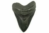 Huge, Serrated, Fossil Megalodon Tooth - South Carolina #383189-1